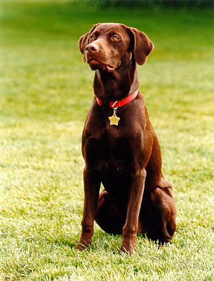 Buddy ako z reklamy. © Wikimedia.org