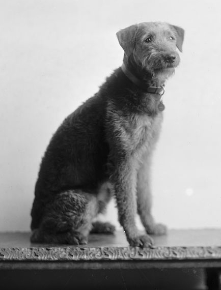 Populárny Laddie Boy. © Wikimedia.org