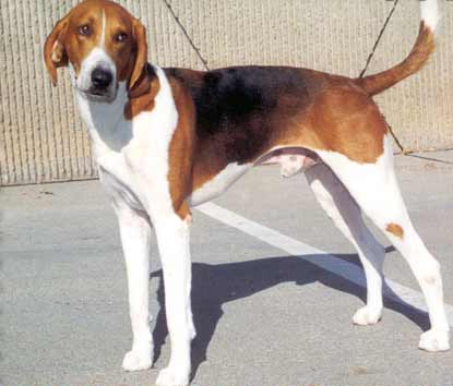 American Foxhound, šľachtený osobne prvým prezidentom Washingtonom. © Wikimedia.org